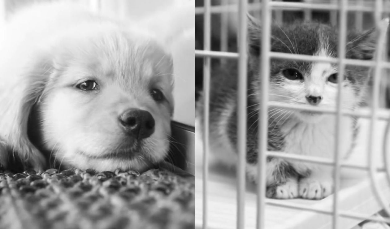 Rescate de animales en Av Caracas Bogotá