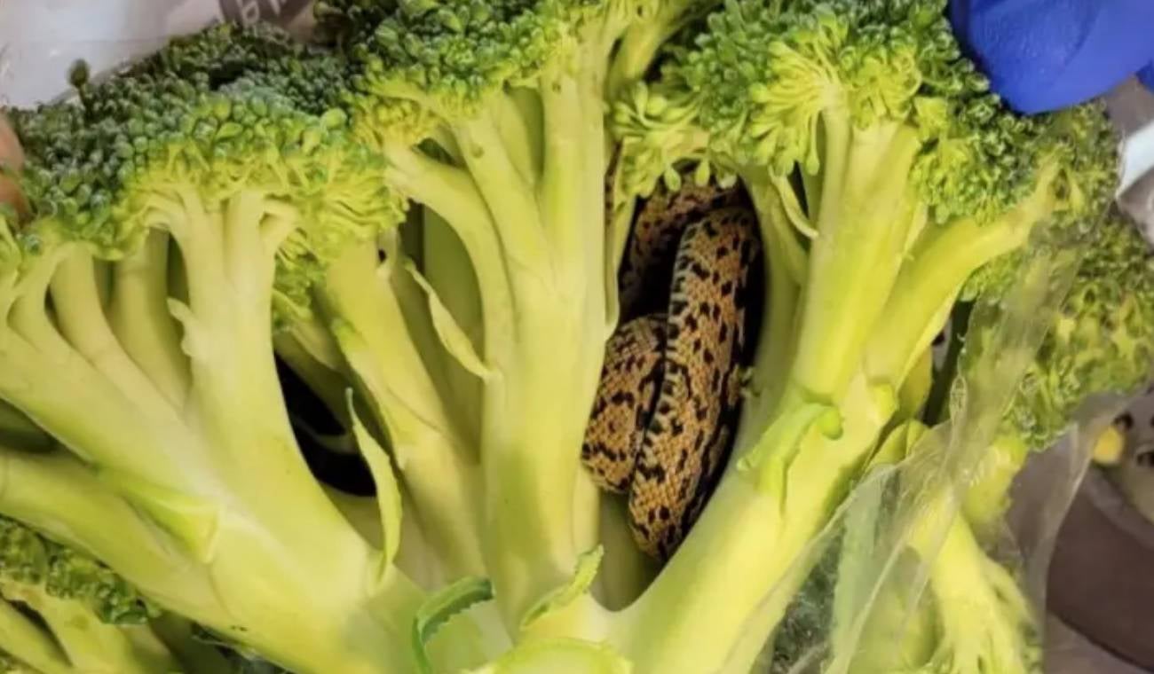 Serpiente dentro de un brócoli