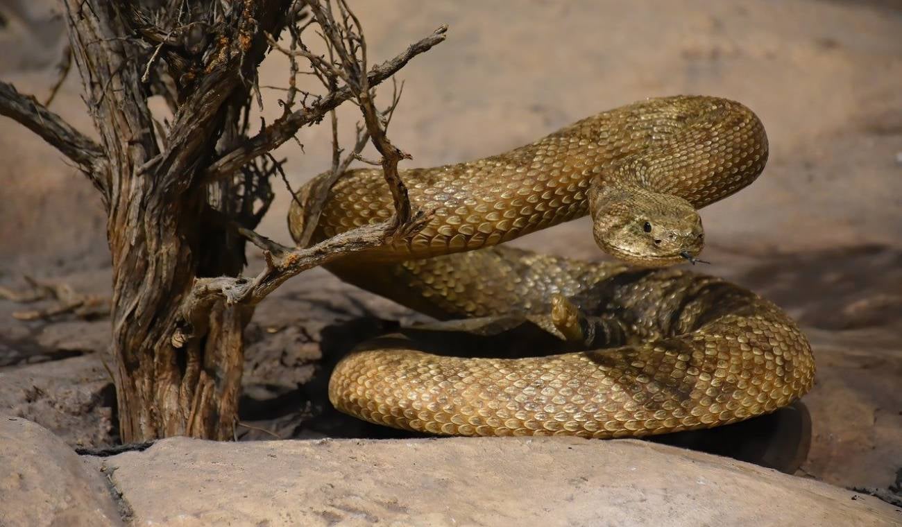 Serpiente venenosa