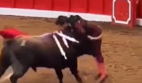 Toro herido
