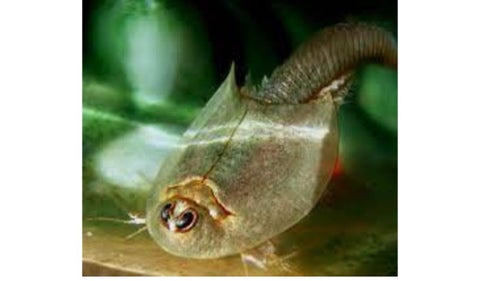 Triops cancriformis: la especie más antigua de la Tierra, todavía vive