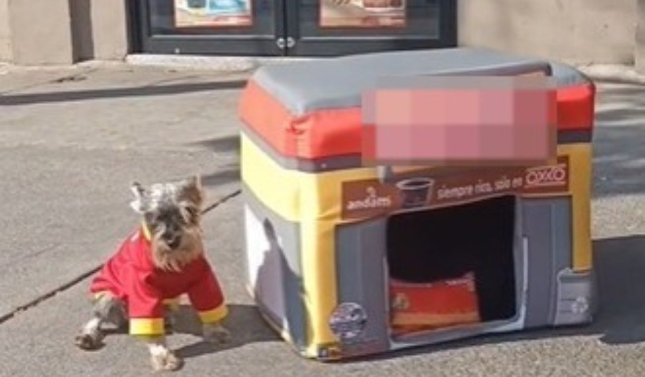 Versión mini de Oxxo para mascotas