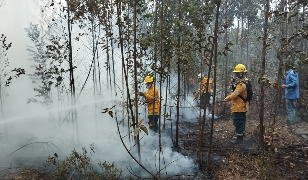 Emergencia en Cali: Más de 100 bomberos intentan controlar varios incendios forestales