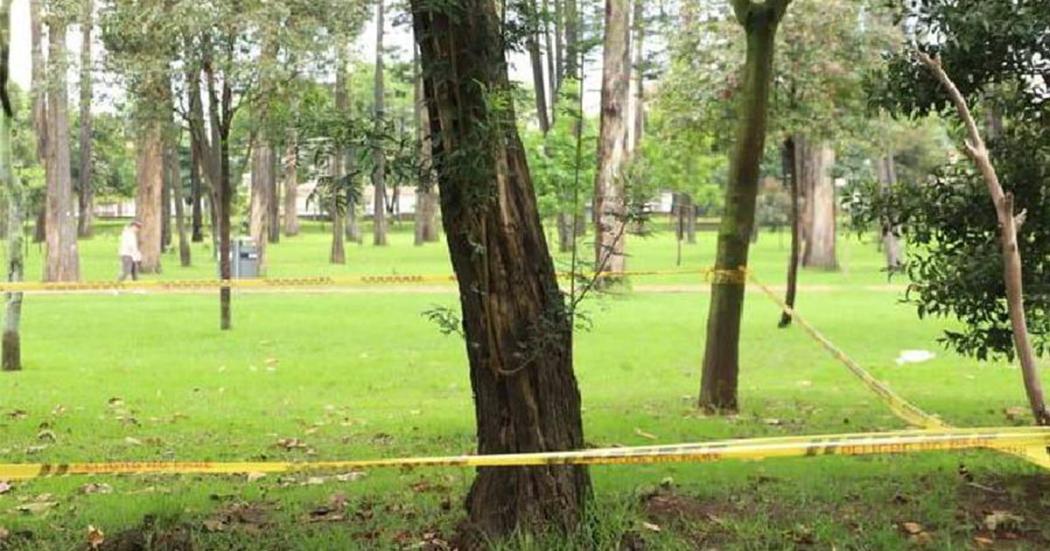Arboles en Bogota