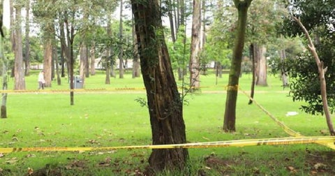 Arboles en Bogota