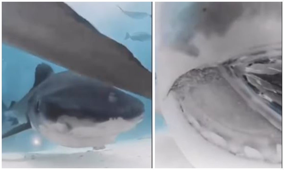 Tiburón se tragó una cámara y permitió ver cómo es su interior