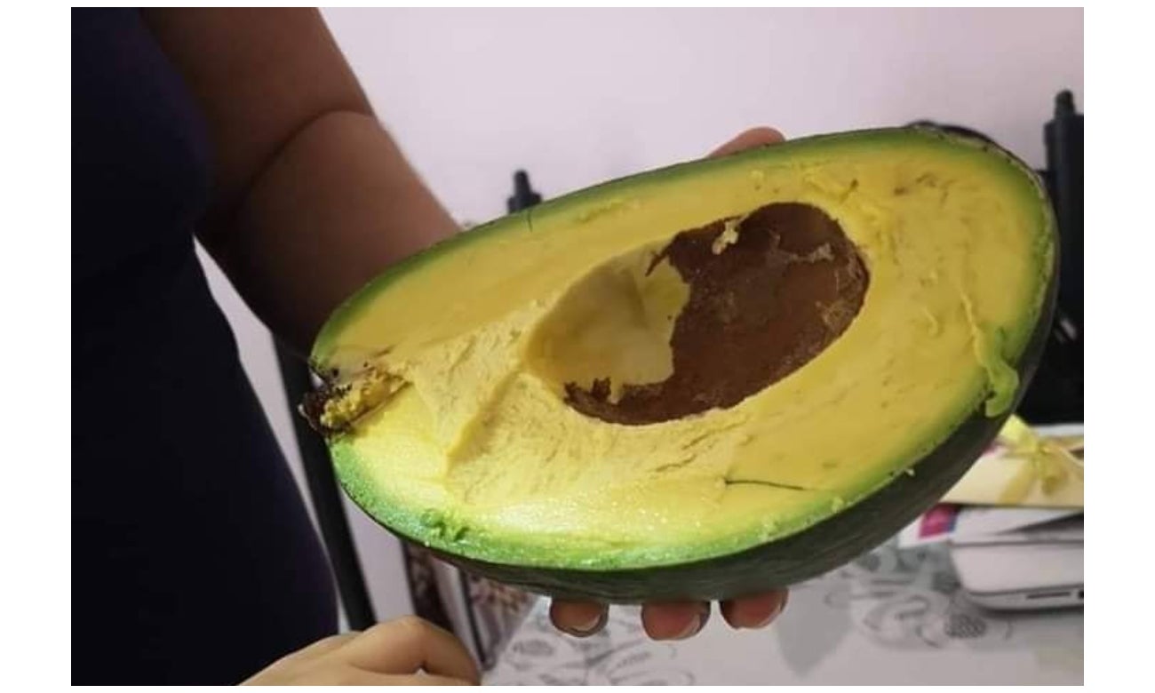 Aguacate gigante de Yucatán