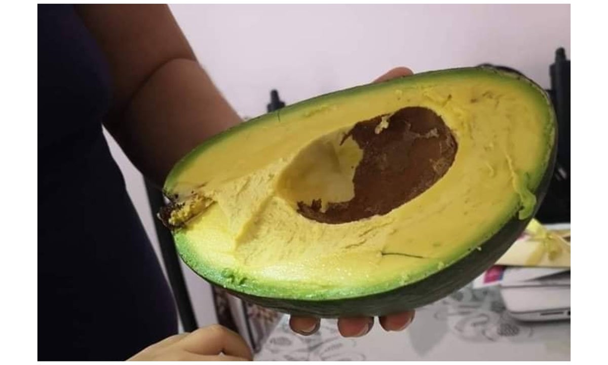 Aguacate gigante de Yucatán