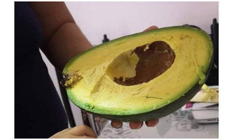 Aguacate gigante de Yucatán