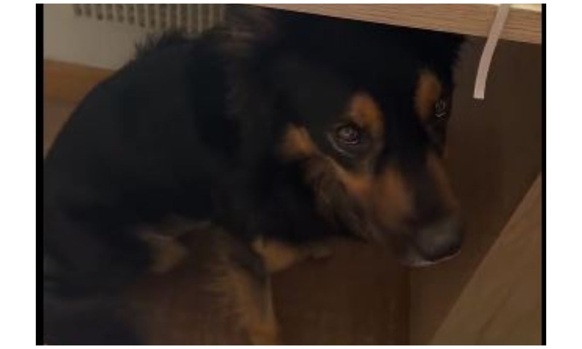 El perro que SÍ supo como afrontar el temblor en Colombia