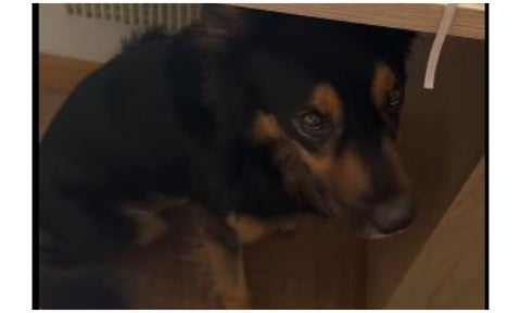El perro que SÍ supo como afrontar el temblor en Colombia