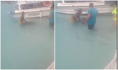 Denuncia de maltrato de mantarrayas en San Andrés: las tienen atrapadas