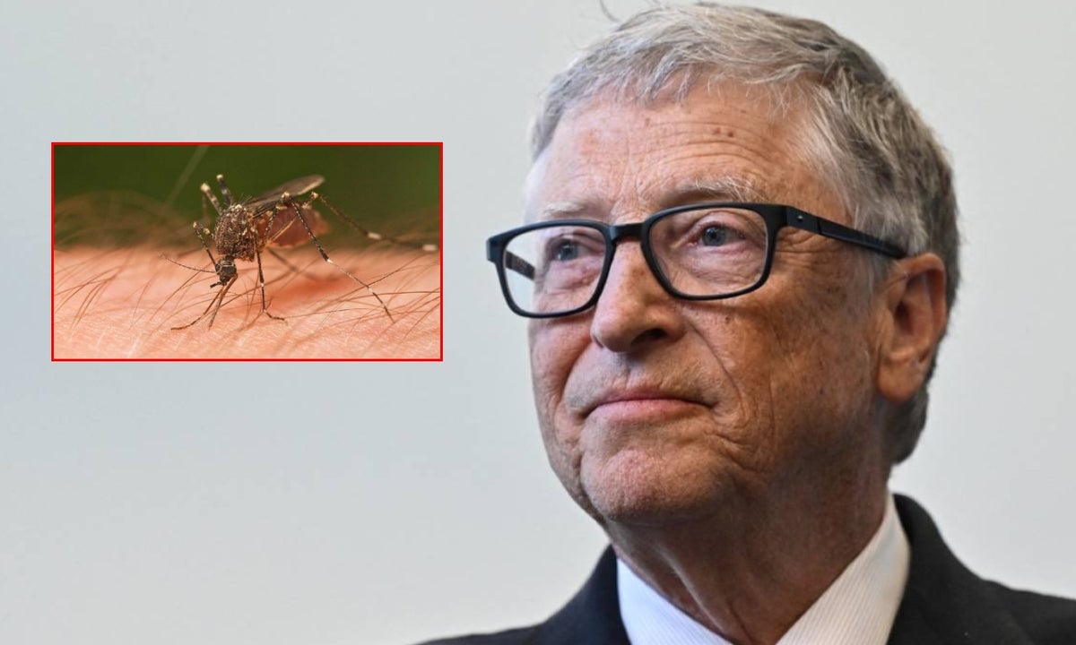 Bill Gates y su granja en Medellín que produce 30.000 mosquitos cada semana
