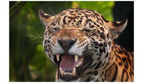 Colombia magia salvaje: dos jaguares se atraviesan a viajeros entre Huila y Putumayo