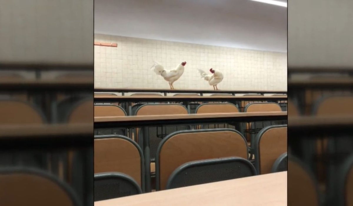 Gallinas invaden universidad