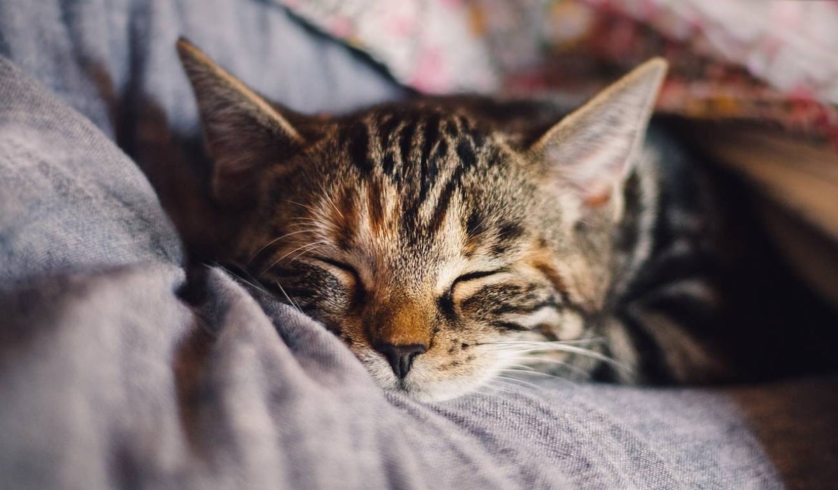 Gato