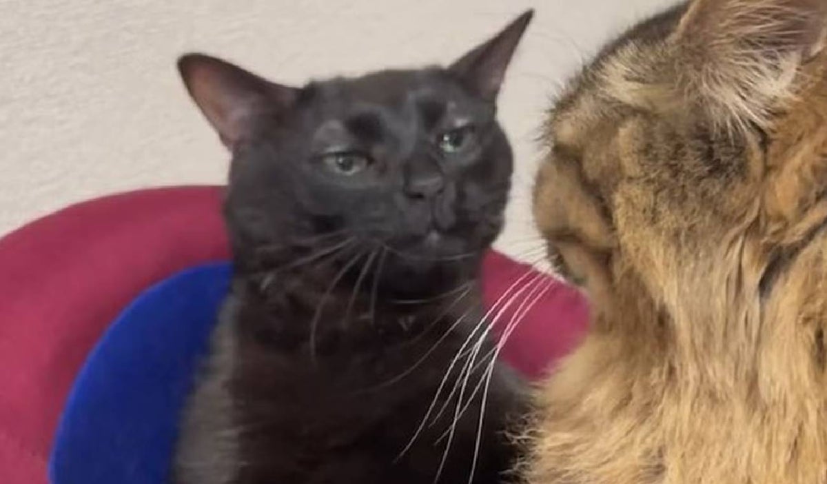 Gato Negro memes