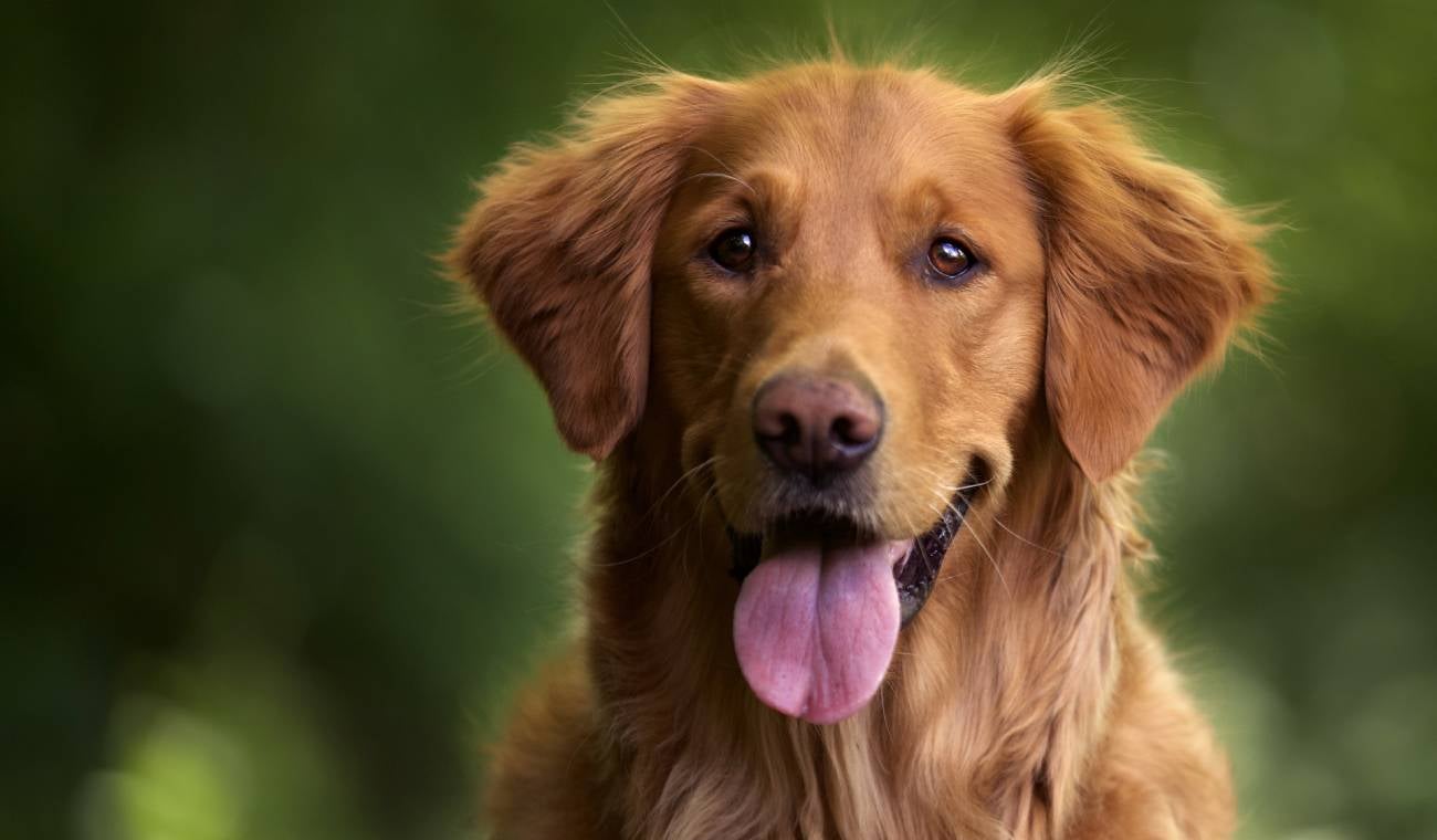 Perro Golden retriever