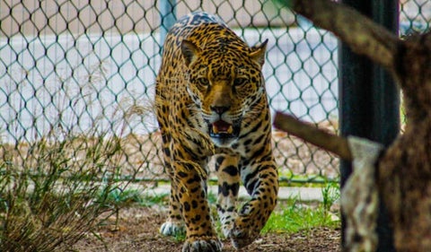 Jaguar