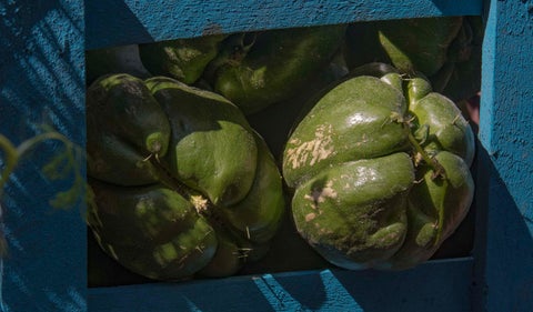 La guatila