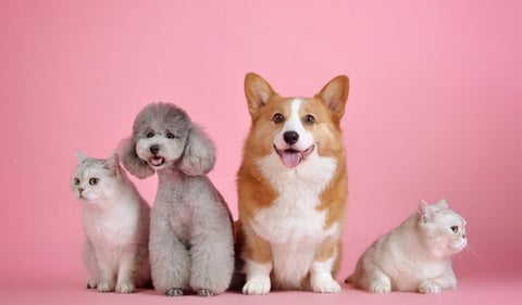 Los animales de verdad entienden lo que les decimos?