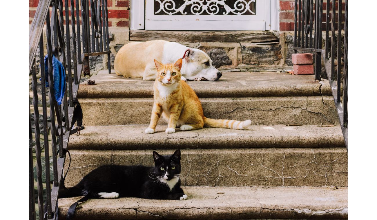Perros y gatos, mascotas: microchip