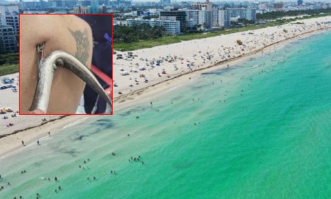 Mantarraya perfora la espalda de turista que se bañaba en famosa playa