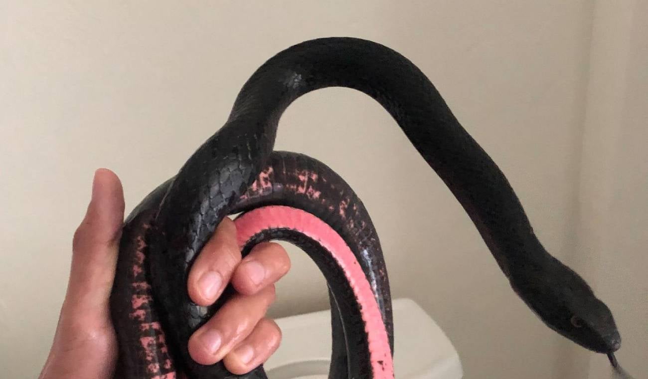 Mujer encontró una serpiente en su inodoro