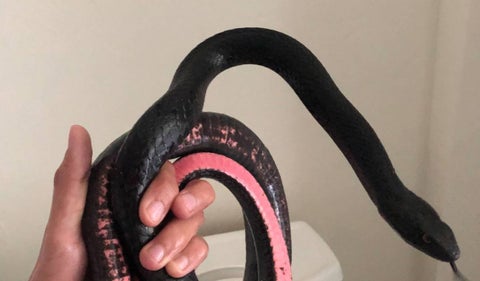 Mujer encontró una serpiente en su inodoro