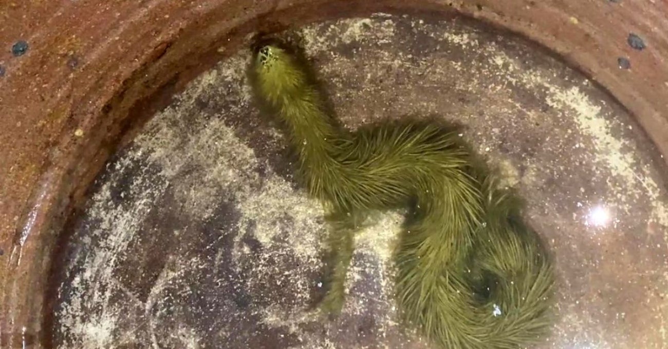 “Nunca antes había visto una serpiente que se viera así.