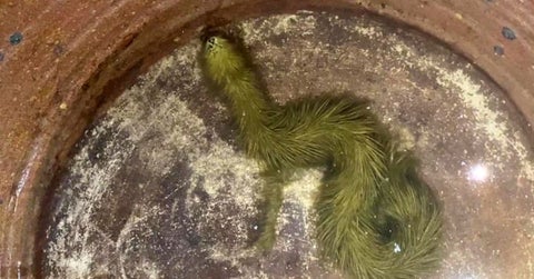 “Nunca antes había visto una serpiente que se viera así.