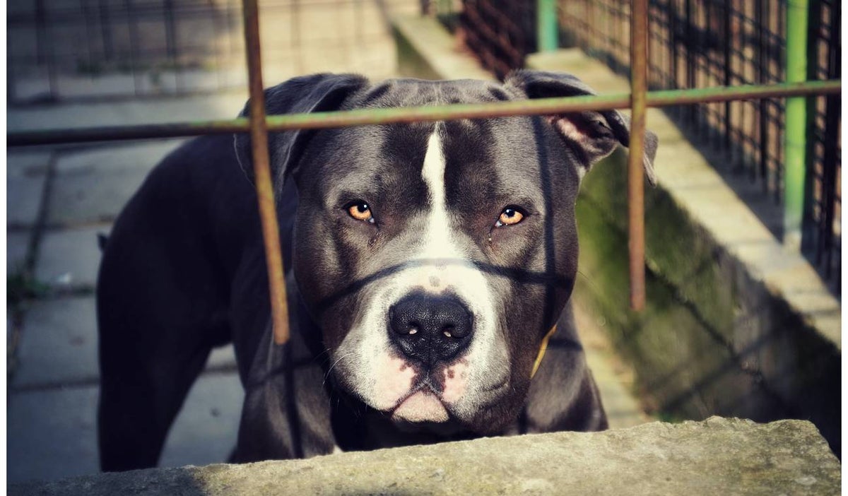 Niña acabó con su rostro destruido luego de que acariciara un perro