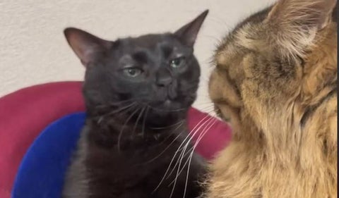 Origen del meme del gato negro