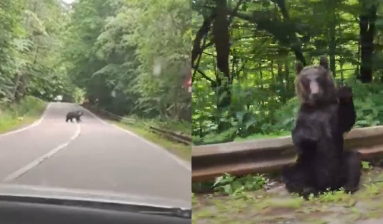 Oso saludó a turistas que le cedieron el paso