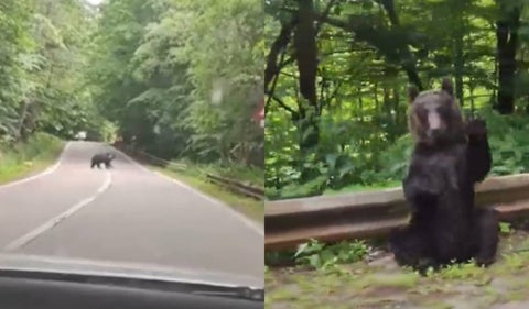 Oso saludó a turistas que le cedieron el paso