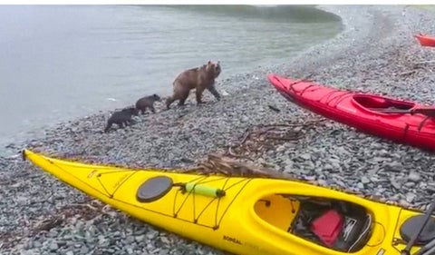 Osos grabados mientras se apropian de un kayak