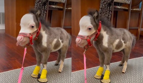 Peabody, el caballo que tiene el tamaño de un perro