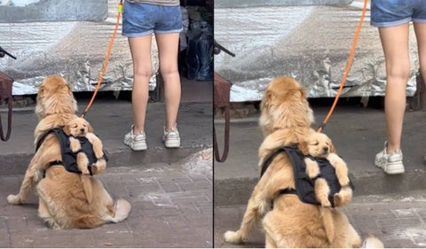 Perrito que carga a su hijo en una maleta se volvió viral