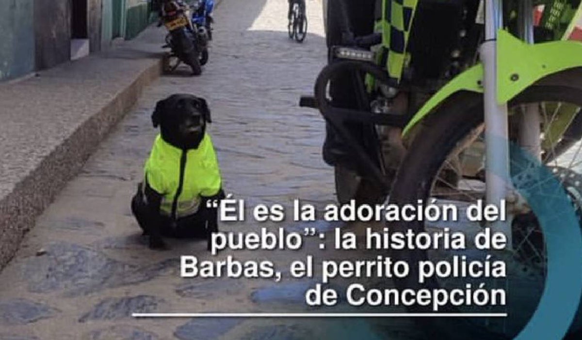 Perro en Antioquia