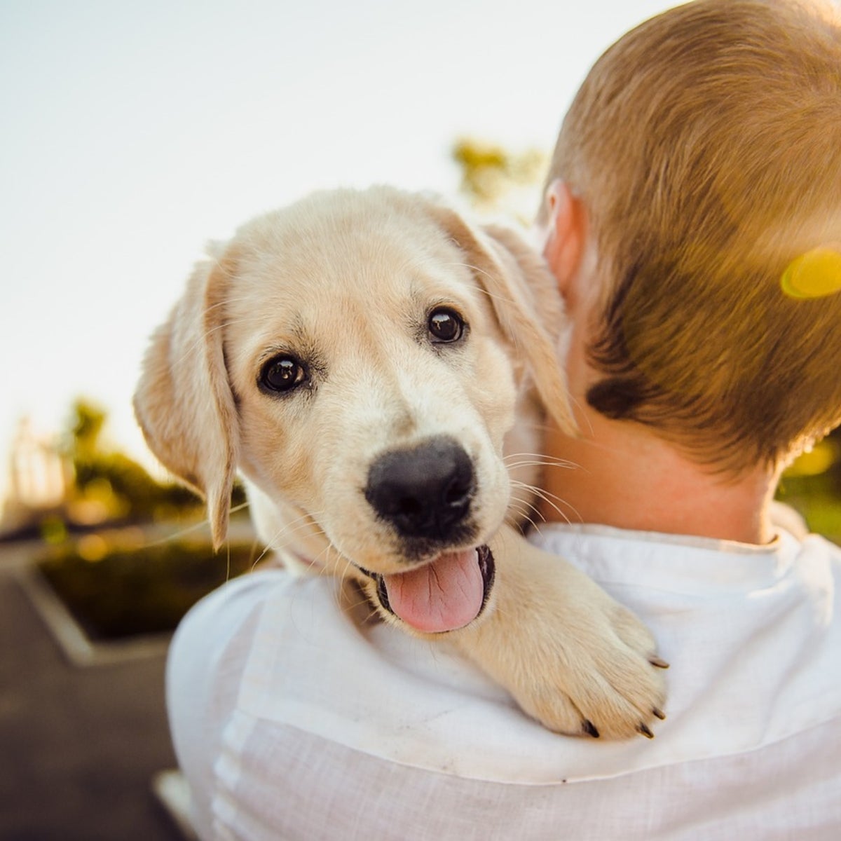 Consejos para ahorrar en el cuidado de la mascota