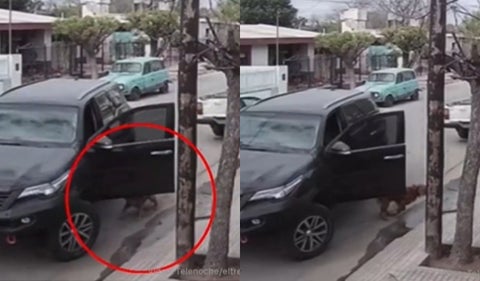 Perro arranca un carro y lo choca