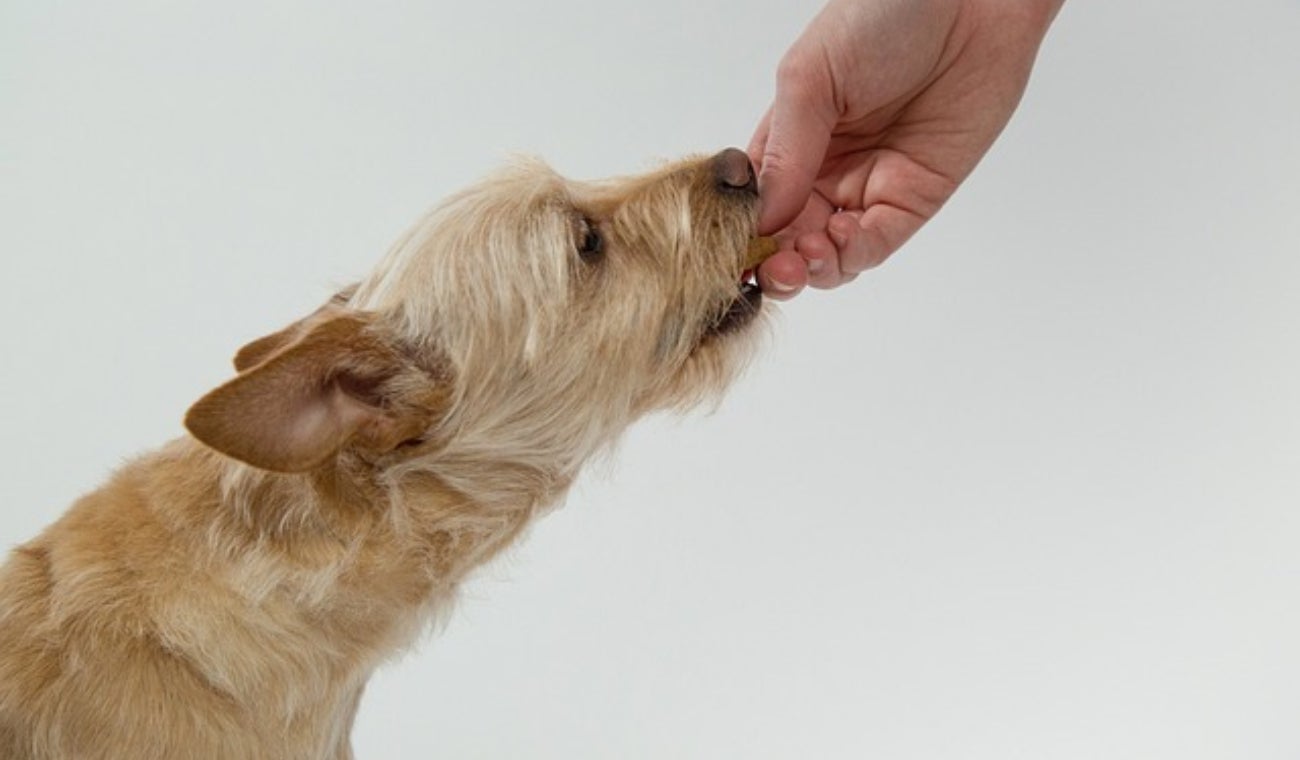 Perro comiendo
