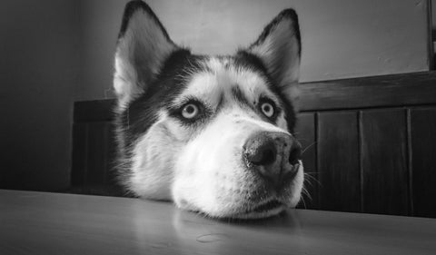 Perrito Husky Siberiano