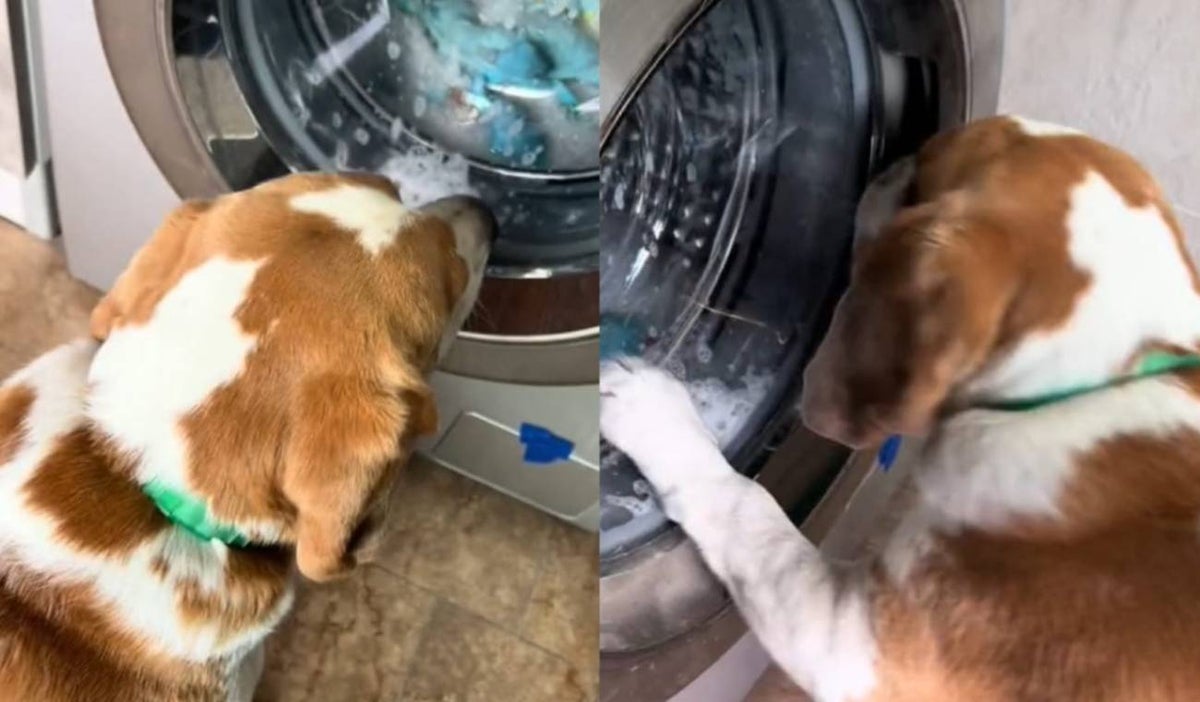 Perro quiso apagar la lavadora para recuperar a sus peluches