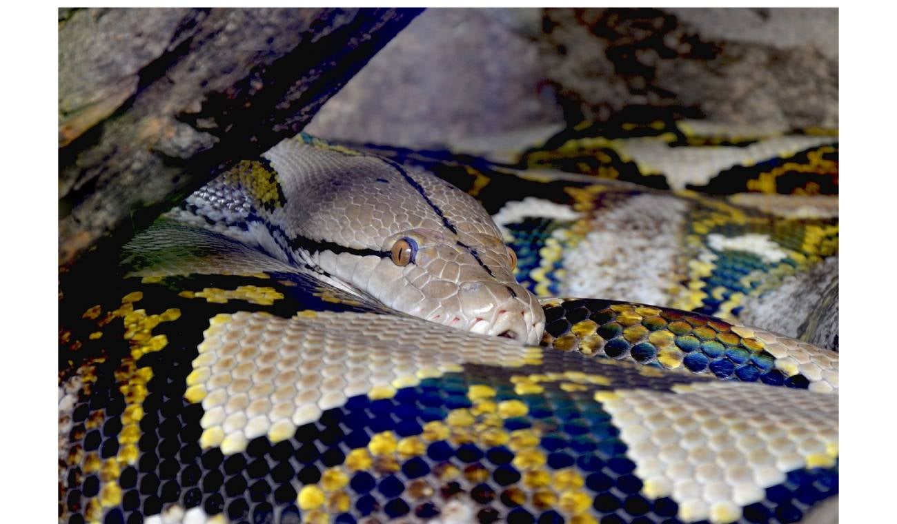Pitón gigante es grabada paseándose por casa