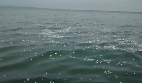 Playas de Tolú