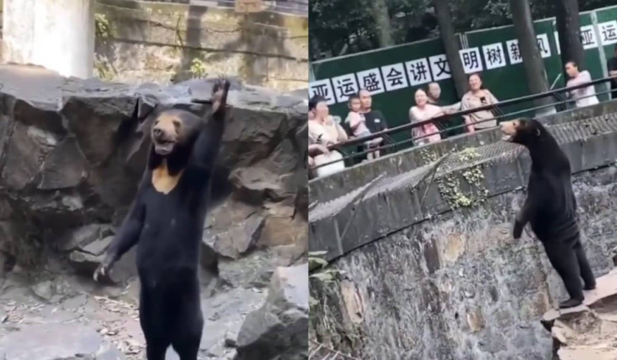 Polémica por video de osos en zoológico de China