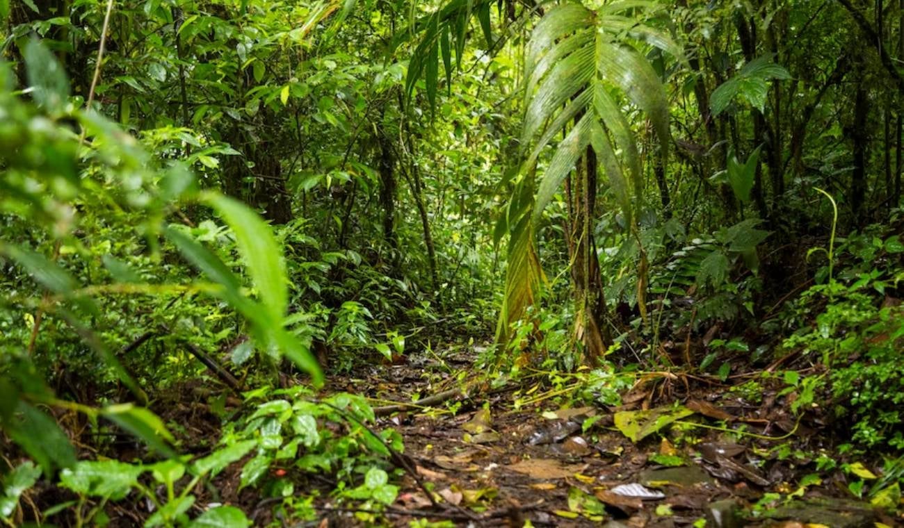 Selva