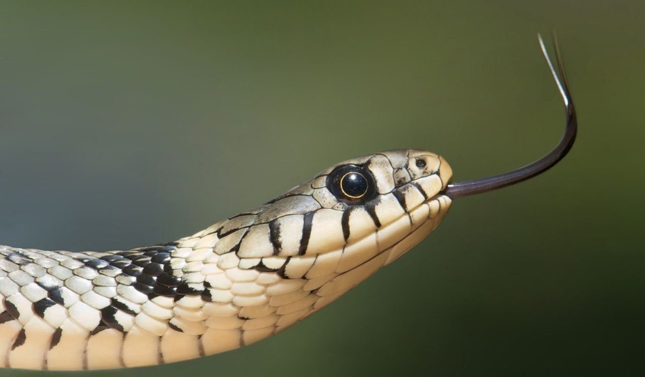 Serpiente-imagen de referencia