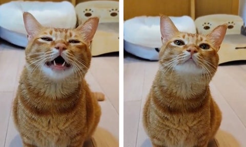 [Video] El gato viral por cantar ¿Es real o ficción?